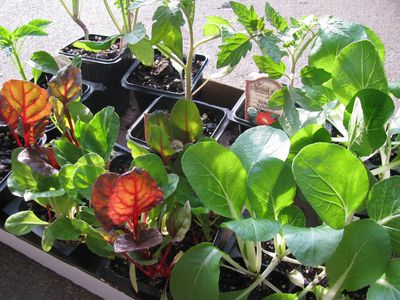 Good earth veggie seedlings