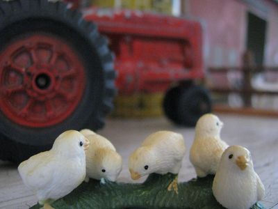Five pecking chicks