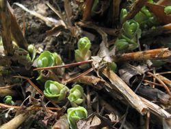 Autumn joy sedum early spring