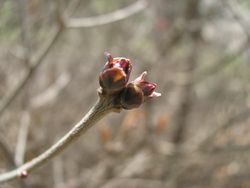 Lilac bud