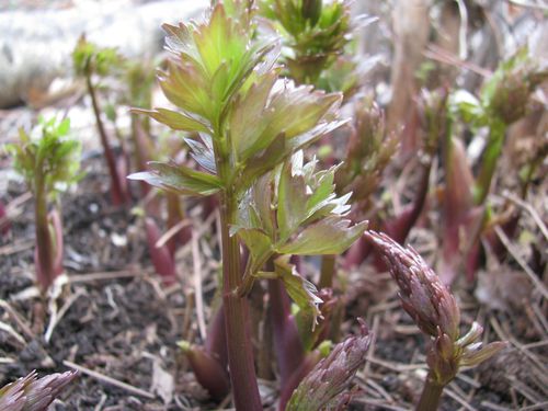 Lovage early spring