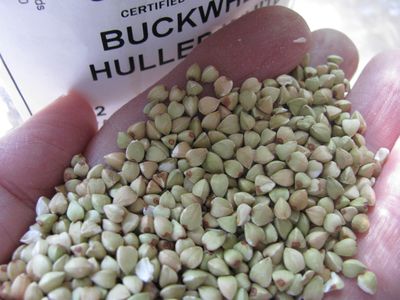 Buckwheat unground