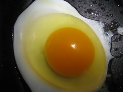 Deep orange yolk