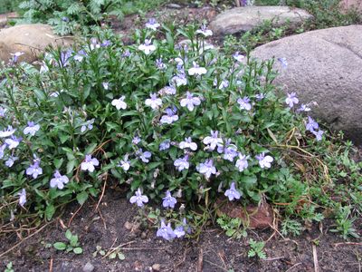 Lobelia