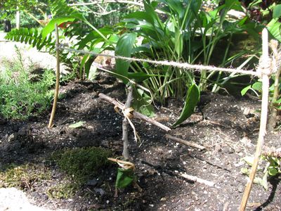 Flower garden sentry