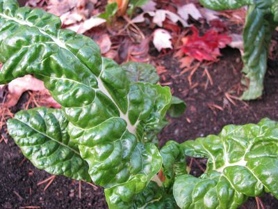 Swiss chard