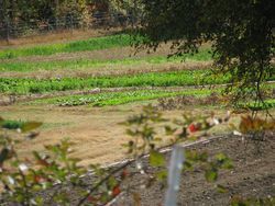 Serenbe organic farm