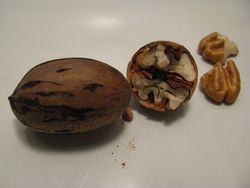 Pecan in shell