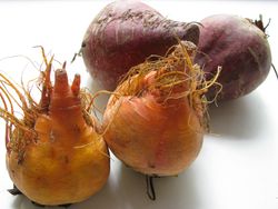 Raw red and golden beets