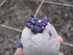 Purple seed potato sprouts