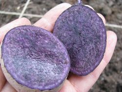 Purple seed potato cut
