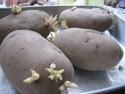 Cal-white potatoes