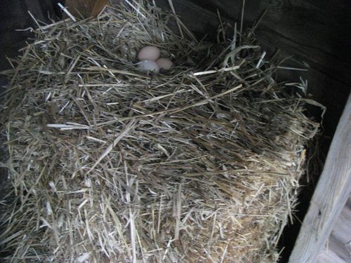 Straw bale nest