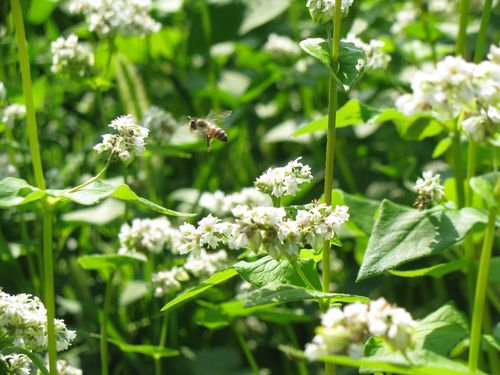 Buckwheat blossoms bee