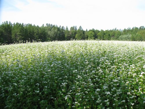 Buckwheat blossoms