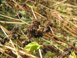 Buckwheat dried