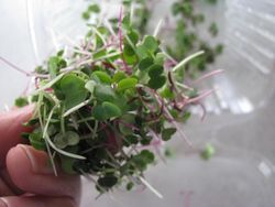 Locally grown microgreens Locally grown microgreens