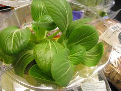 Locally grown bok choy Locally grown bok choy