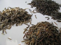 Wild rice varieties