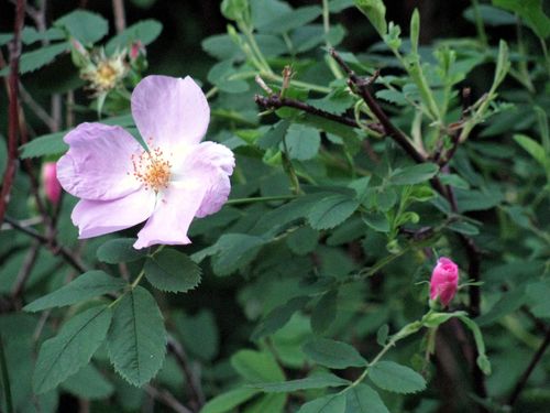 Wild rose