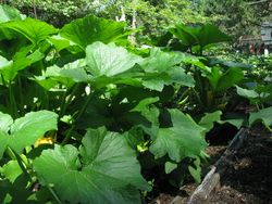 Zucchini foliage