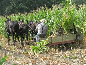 Corn harvest