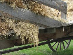Wagon of oats