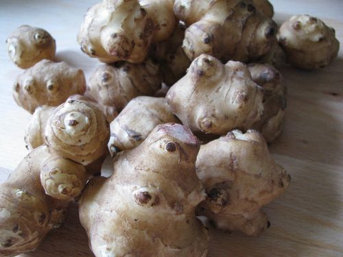 Jerusalem artichoke