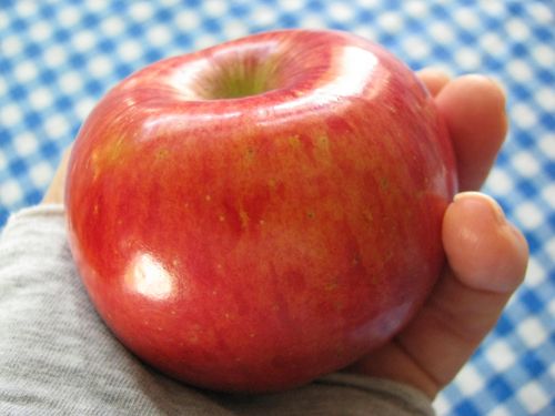 Kiku apple