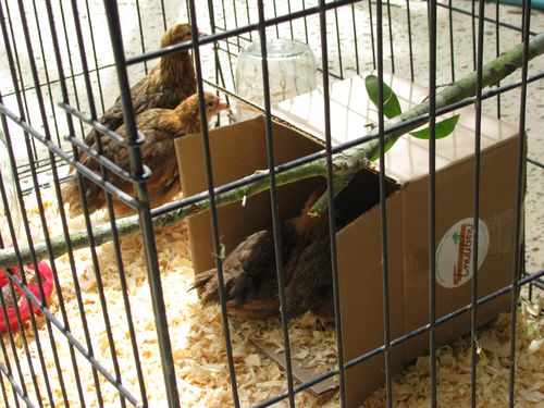 Welsummer pullets roost and box