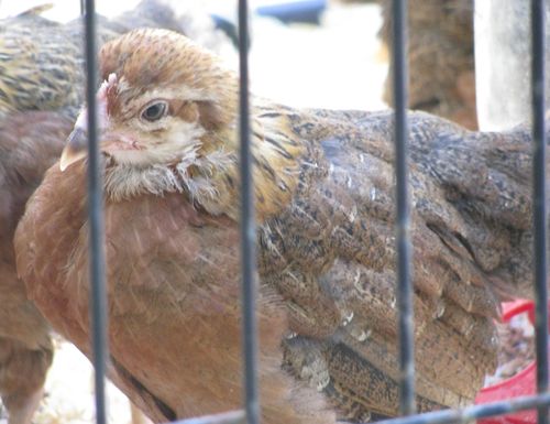 Welsummer pullet Welsummer pullet