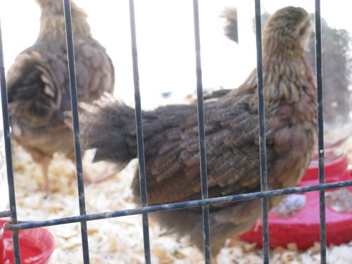 Welsummer pullets Welsummer pullets