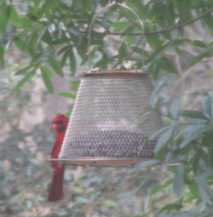 Cardinal at feeder