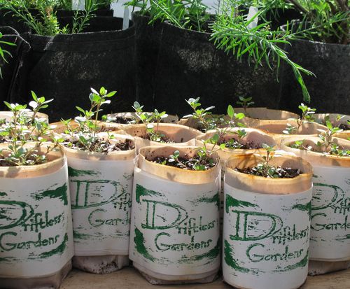 Decorah iowa farmers market