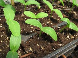Heirloom cuke seedlings