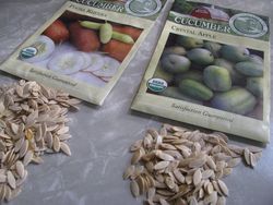 Cuke seed saving
