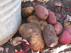 Potatoes dug