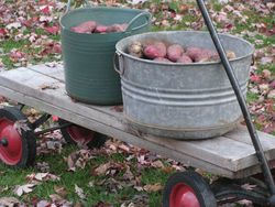 Potatoes on wagon