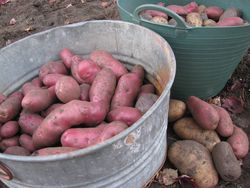Potato harvest