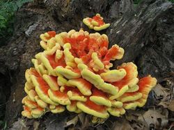 Chicken of the woods mushroom