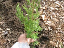 Planting conifer