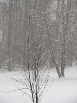 River birch transplant