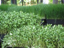 Wheatgrass + sunflower greens