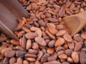 Cacao beans