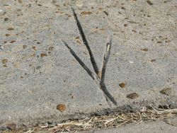 Chicken feet imprint sidewalk