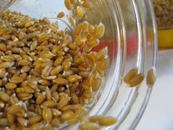 Sprouted grain
