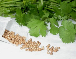 Cilantro_Coriander