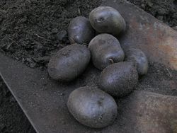Purple potatoes dug
