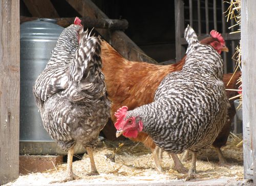 Barred rocks rhode island reds day 1