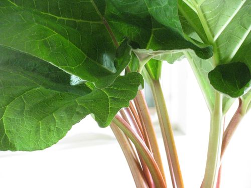 Rhubarb stalks
